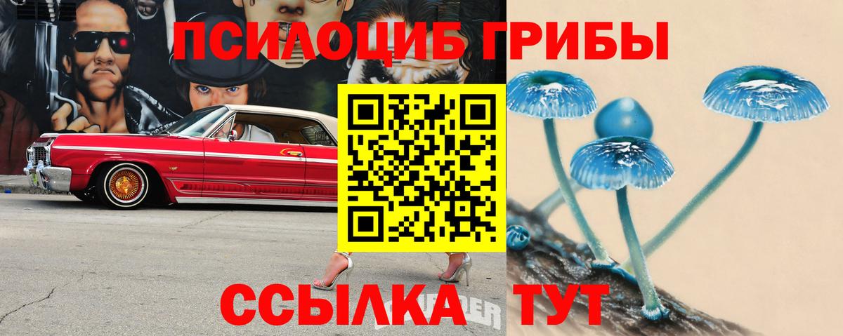 Псилоцибиновые грибы Psilocybe Магадан